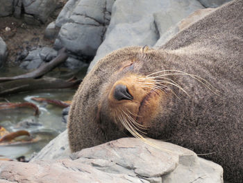 Sea lion resting on rock