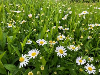 Close-up of white daisy flowers on field