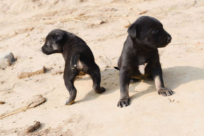 Two black dog on sand looking in opposite directions