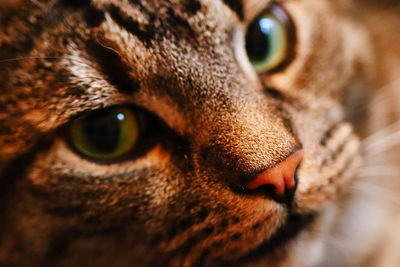 Close-up portrait of cat