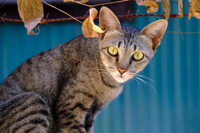 Close-up of a cat looking away