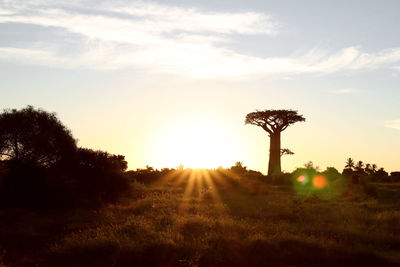 Silhouette trees on field against sky during sunset