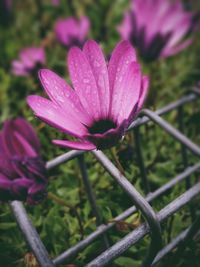 Close-up of pink flowers
