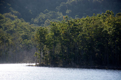 Trees by lake in forest