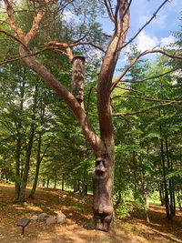 Trees in park against sky