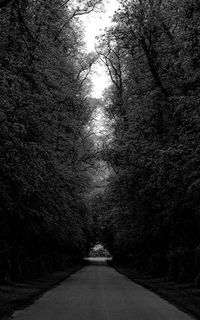 Empty road along trees