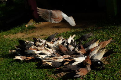 Birds on ground