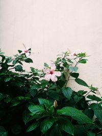 Close-up of pink flowering plant