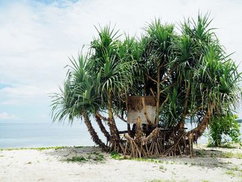 Coconut palm tree on beach against sky