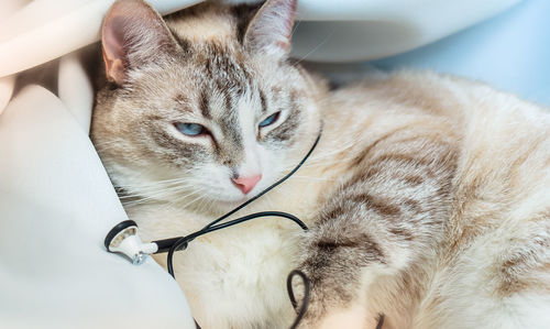 Close-up portrait of cat resting on blanket