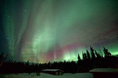 View of trees against sky at night