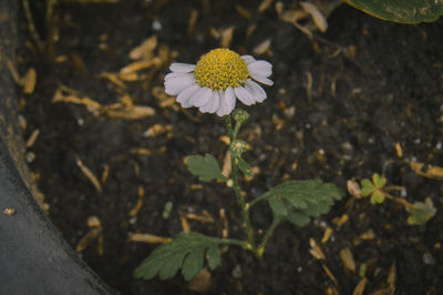 Close-up of white flowering plant