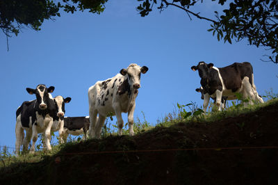 Low angle view of cows on field against clear sky