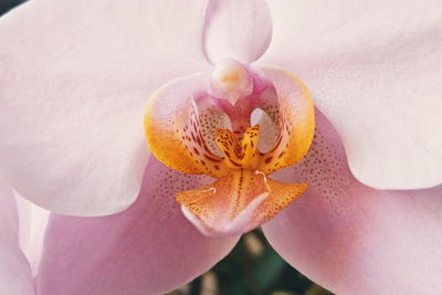 Close-up of pink orchid blooming outdoors