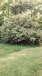 Trees growing in field