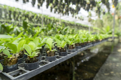 Close-up of potted plants in greenhouse