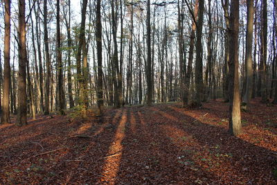 Trees growing in forest during autumn