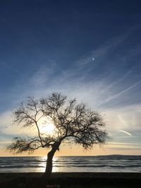 Silhouette bare tree on beach against sky during sunset