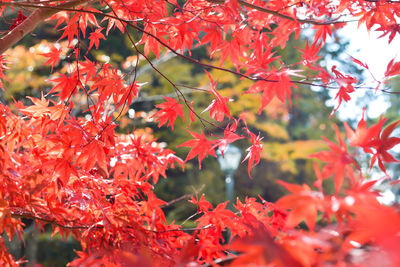 Close-up of red maple leaves on tree