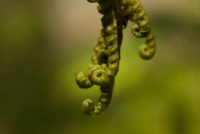 Close-up of fern leaf