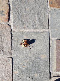 Dog on paving stone