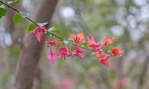 Close-up of pink bougainvillea blooming outdoors