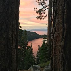 Trees by lake against sky during sunset