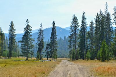 Dirt road passing through landscape