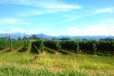 Scenic view of agricultural field against sky