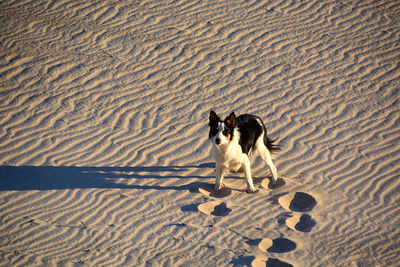 High angle view of dog on sand