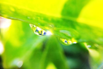 Close-up of insect on leaf