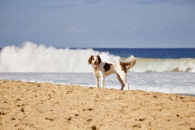 Dog on beach