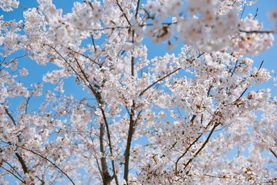 Low angle view of blooming tree against sky