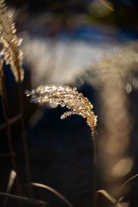 Close-up of plant during winter