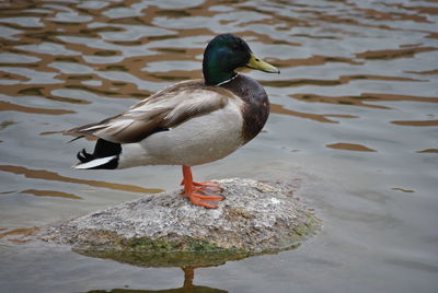 Bird perching on rock by lake