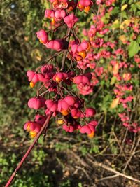 Close-up of pink flowering plants