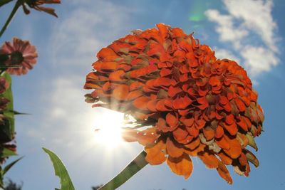 Low angle view of flowers against sky