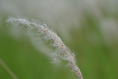 Close-up of feather against blurred background