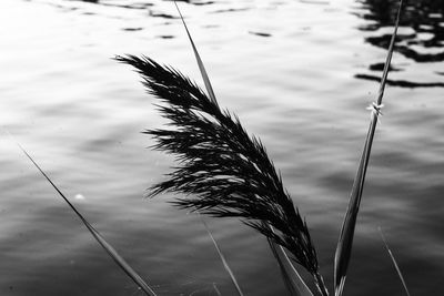Close-up of stalks against the sky with reflection in water