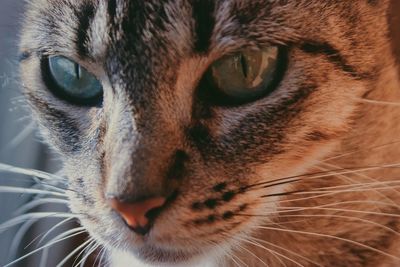 Close-up portrait of a cat