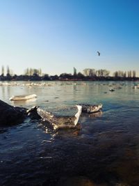 Seagulls on a river