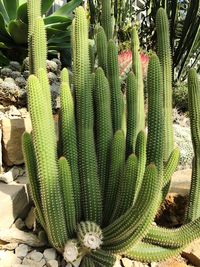Close-up of prickly pear cactus