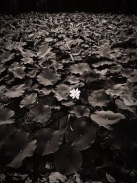 Full frame shot of water