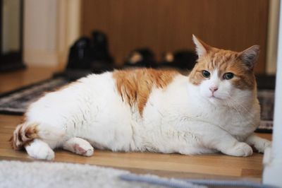 Close-up of cat lying on floor at home