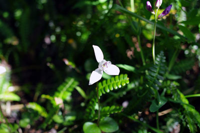 Close-up of white flowers