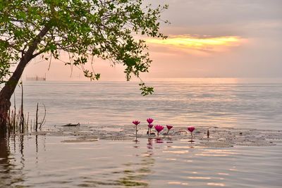 Scenic view of sea against sky during sunset