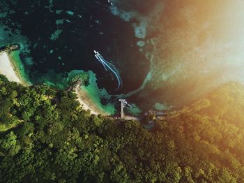 High angle view of turtle in sea