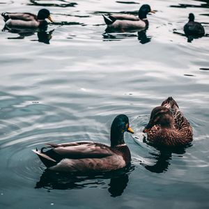 Ducks swimming on lake