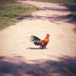 Rooster on field