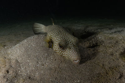 High angle view of an animal shell